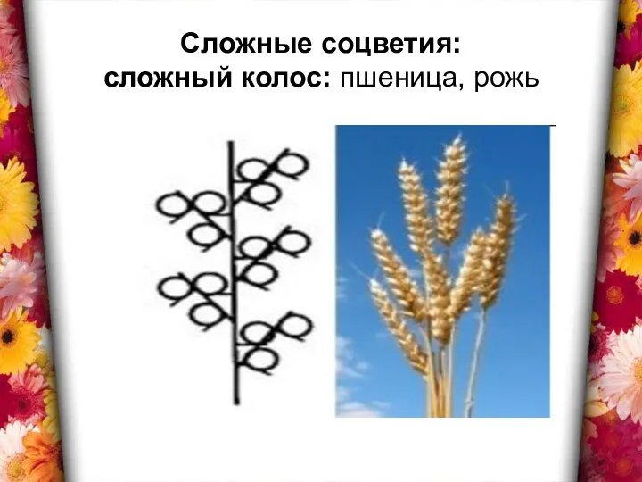 Сложные соцветия: сложный колос: пшеница, рожь