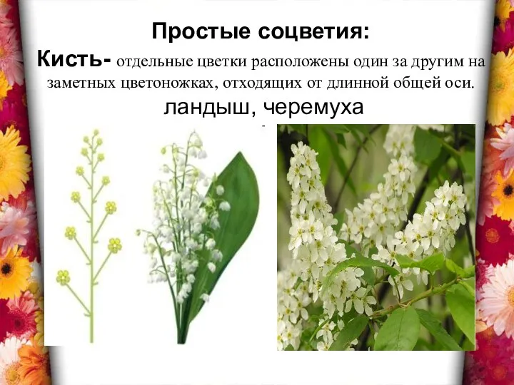 Простые соцветия: Кисть- отдельные цветки расположены один за другим на заметных цветоножках,