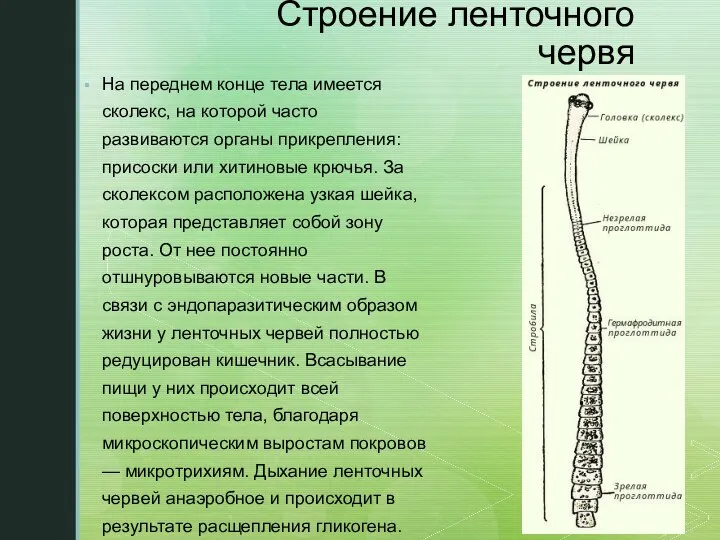 Строение ленточного червя На переднем конце тела имеется сколекс, на которой часто