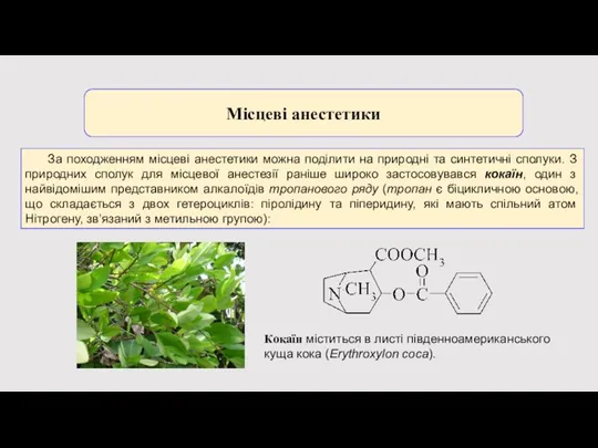 Місцеві анестетики Кокаїн міститься в листі південноамериканського куща кока (Erythroxylon coca). За