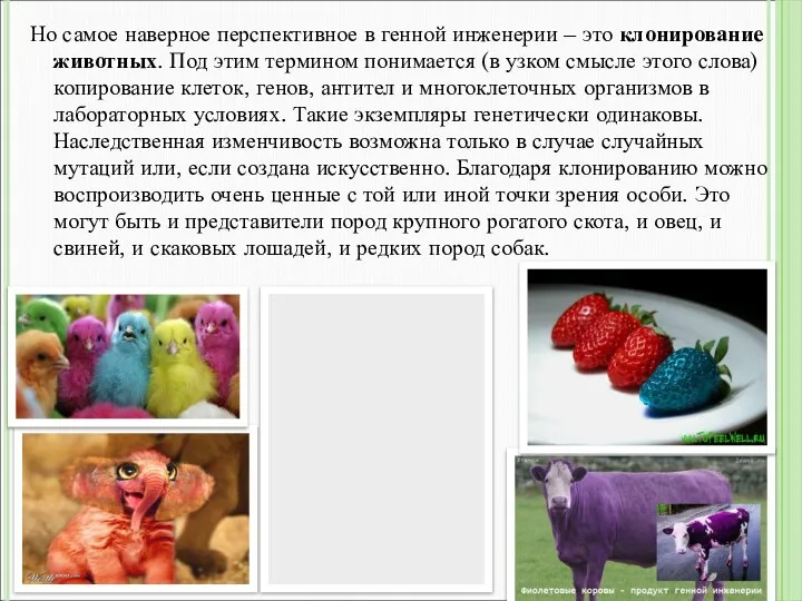 Но самое наверное перспективное в генной инженерии – это клонирование животных. Под