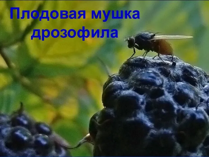 Плодовая мушка дрозофила