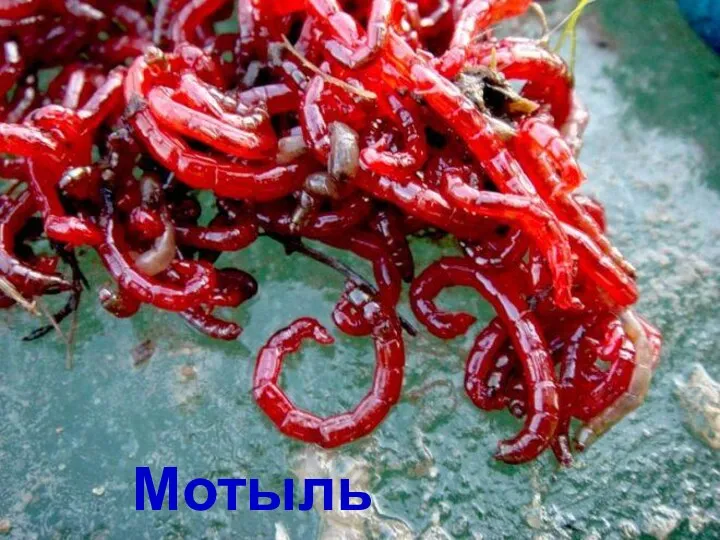 Мотыль