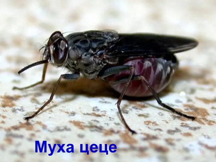 Муха цеце