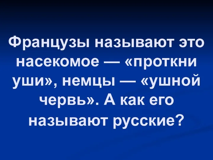 Французы называют это насекомое — «проткни уши», немцы — «ушной червь». А как его называют русские?