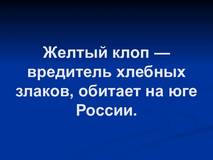 Желтый клоп — вредитель хлебных злаков, обитает на юге России.