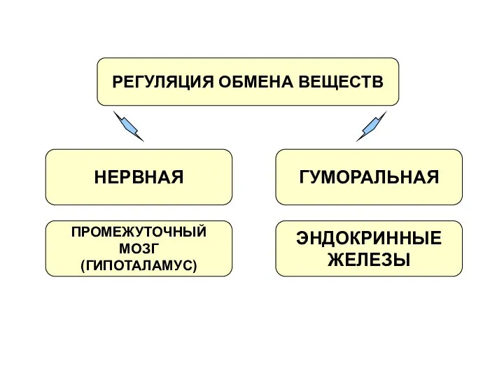 РЕГУЛЯЦИЯ ОБМЕНА ВЕЩЕСТВ НЕРВНАЯ ПРОМЕЖУТОЧНЫЙ МОЗГ (ГИПОТАЛАМУС) ГУМОРАЛЬНАЯ ЭНДОКРИННЫЕ ЖЕЛЕЗЫ