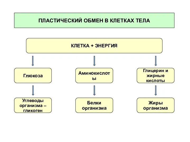 ПЛАСТИЧЕСКИЙ ОБМЕН В КЛЕТКАХ ТЕЛА КЛЕТКА + ЭНЕРГИЯ Глюкоза Аминокислоты Глицерин и