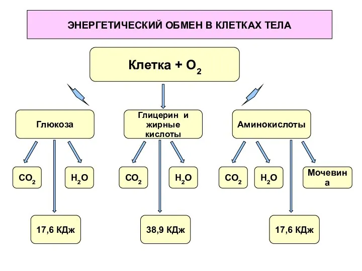 ЭНЕРГЕТИЧЕСКИЙ ОБМЕН В КЛЕТКАХ ТЕЛА Клетка + О2 Глюкоза Глицерин и жирные