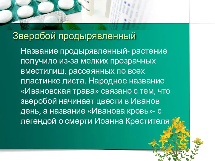 Зверобой продырявленный Название продырявленный- растение получило из-за мелких прозрачных вместилищ, рассеянных по