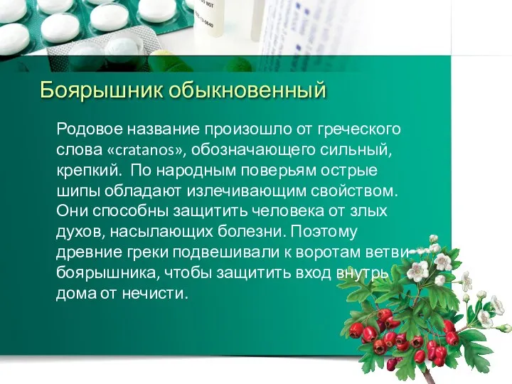 Боярышник обыкновенный Родовое название произошло от греческого слова «cratanos», обозначающего сильный, крепкий.