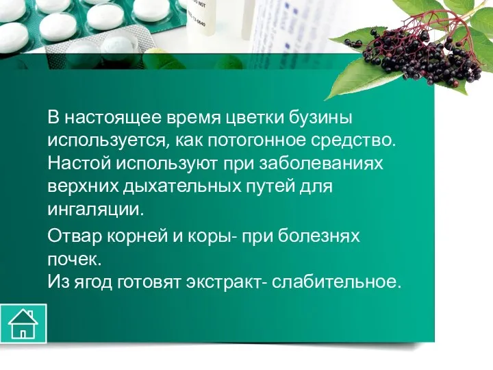 В настоящее время цветки бузины используется, как потогонное средство. Настой используют при