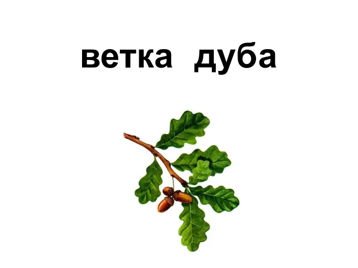 дуба ветка