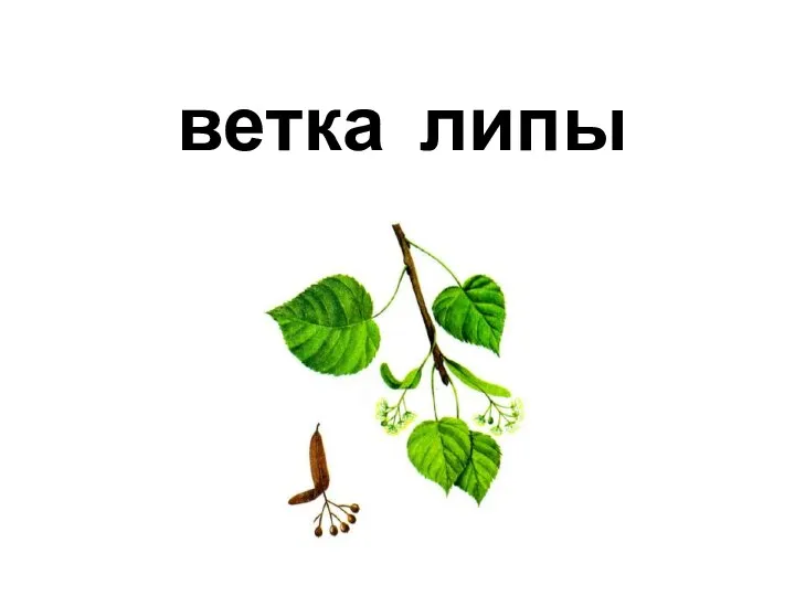 липы ветка