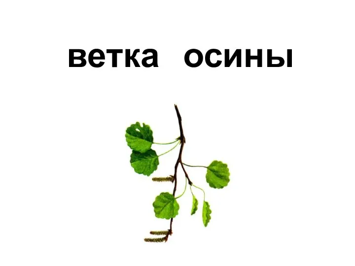 осины ветка