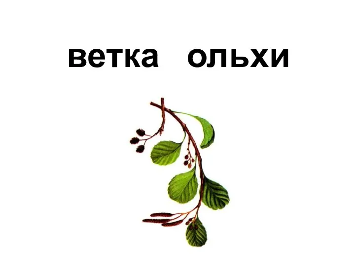 ольхи ветка