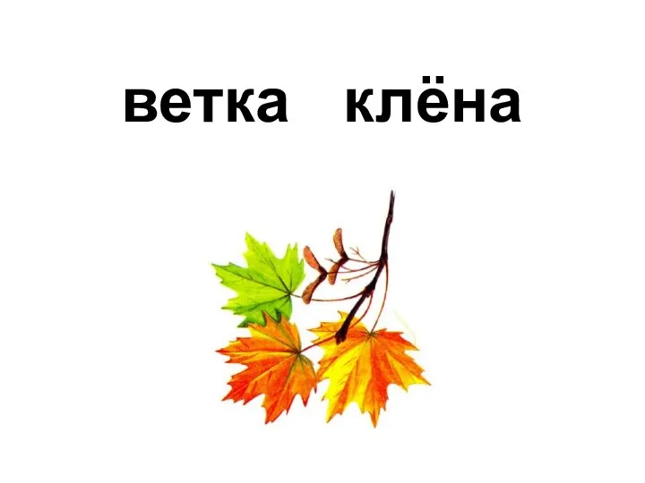 клёна ветка