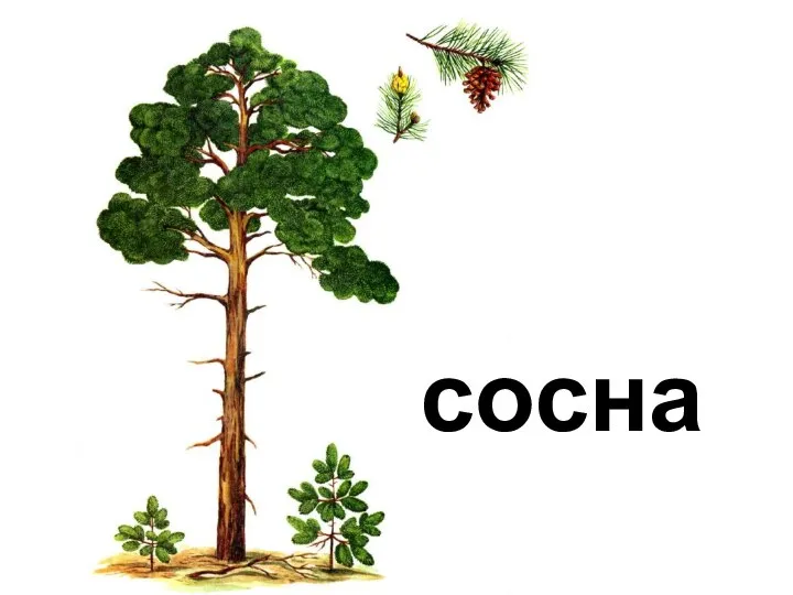 сосна