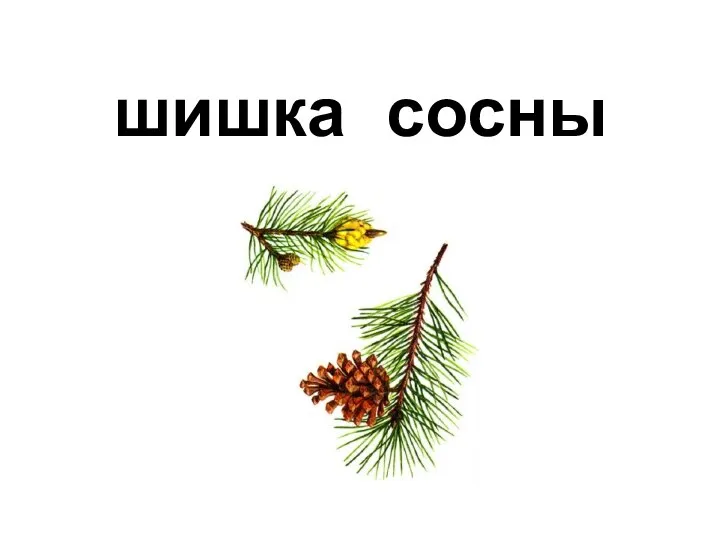 сосны шишка