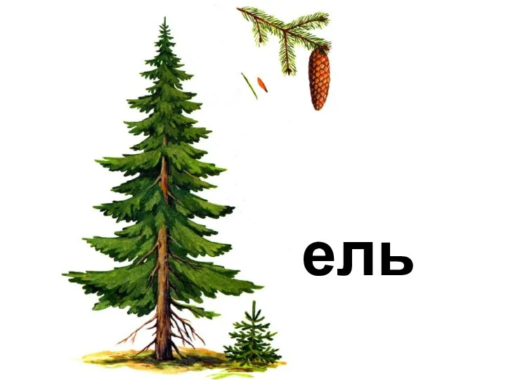 ель