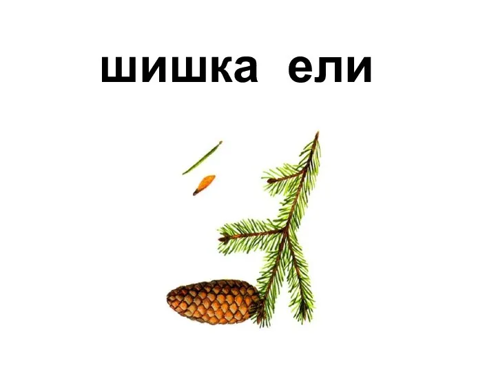 ели шишка