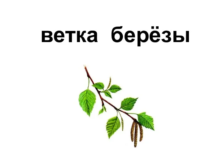 берёзы ветка