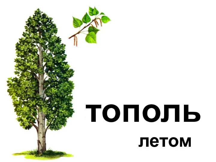 тополь летом