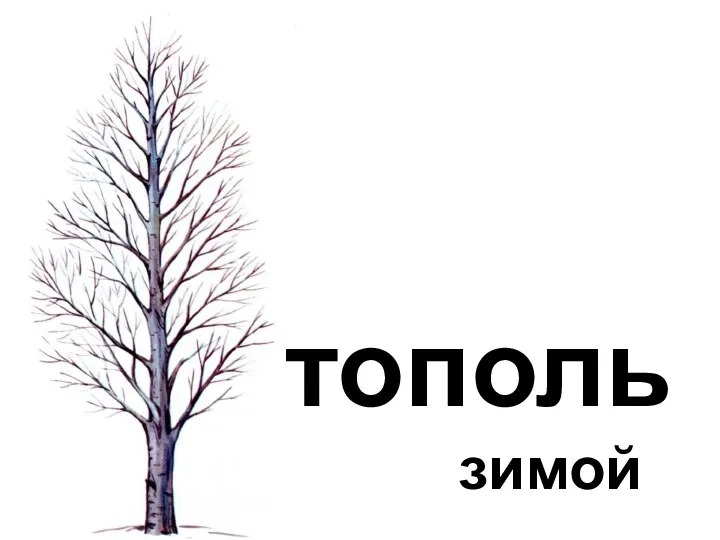 зимой тополь