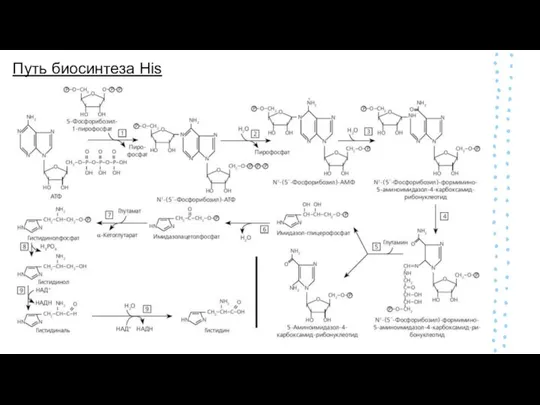 Путь биосинтеза His