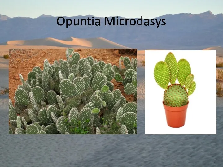 Opuntia Microdasys