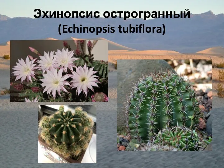 Эхинопсис острогранный (Echinopsis tubiflora)