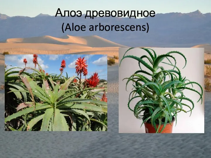 Алоэ древовидное (Aloe arborescens)