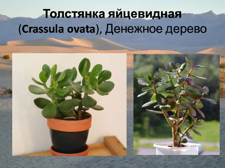 Толстянка яйцевидная (Crassula ovata), Денежное дерево