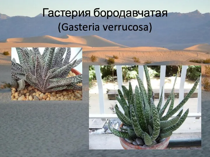 Гастерия бородавчатая (Gasteria verrucosa)