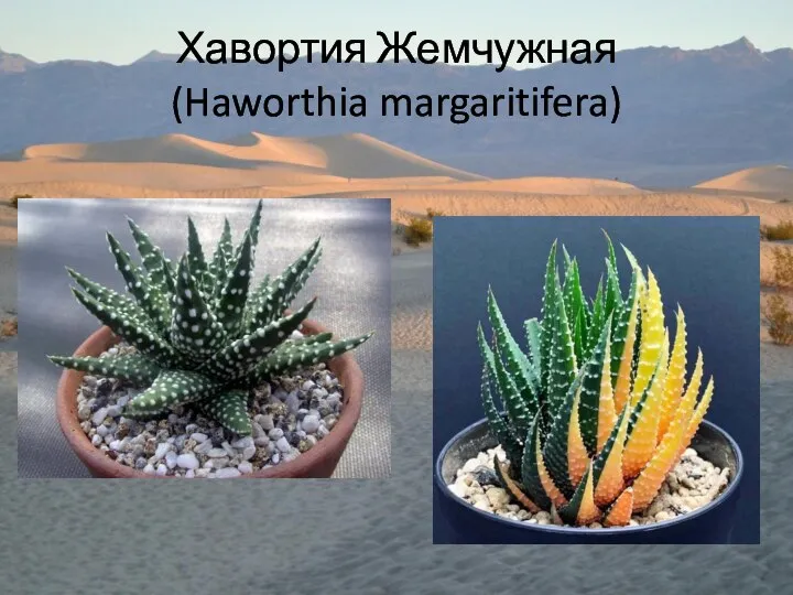 Хавортия Жемчужная (Haworthia margaritifera)