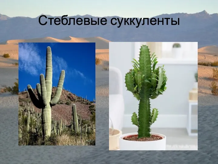 Стеблевые суккуленты