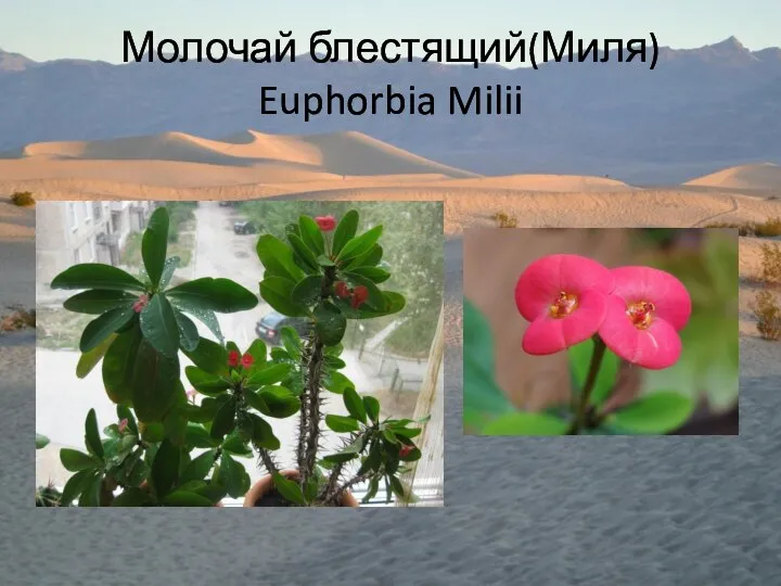 Молочай блестящий(Миля) Euphorbia Milii