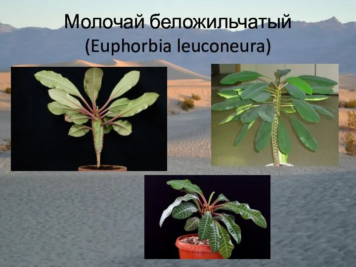 Молочай беложильчатый (Euphorbia leuconeura)