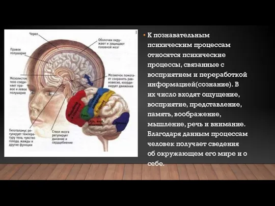 К познавательным психическим процессам относятся психические процессы, связанные с восприятием и переработкой