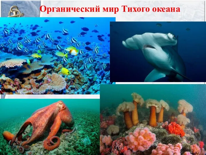 Органический мир Тихого океана