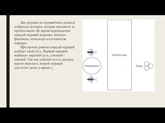 Два муравья из муравейника должны добраться до пищи, которая находится за препятствием.