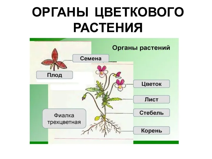 ОРГАНЫ ЦВЕТКОВОГО РАСТЕНИЯ