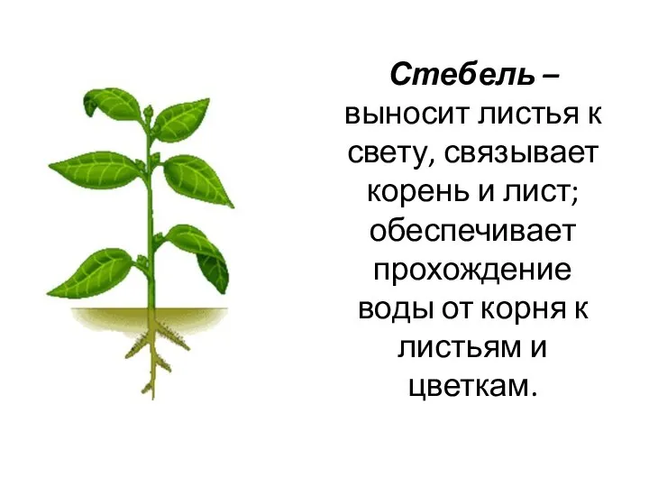 Стебель – выносит листья к свету, связывает корень и лист; обеспечивает прохождение