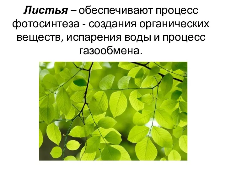 Листья – обеспечивают процесс фотосинтеза - создания органических веществ, испарения воды и процесс газообмена.