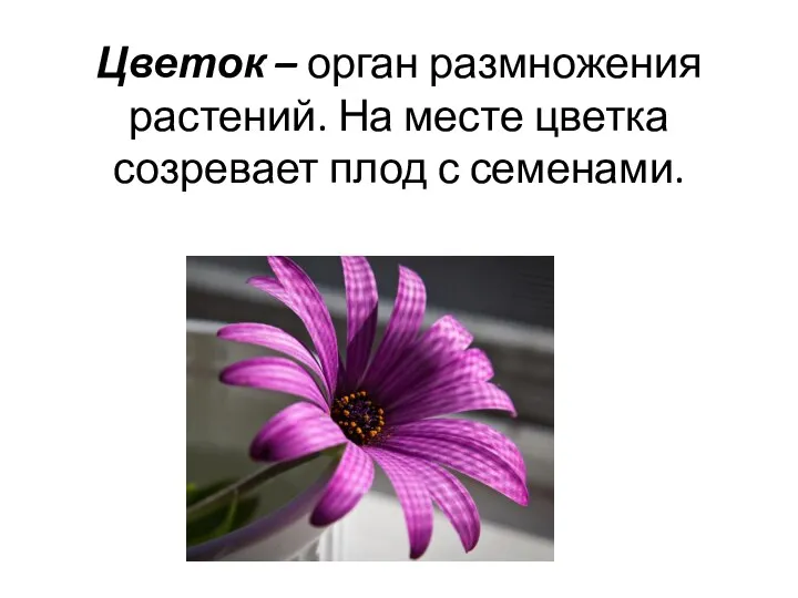 Цветок – орган размножения растений. На месте цветка созревает плод с семенами.