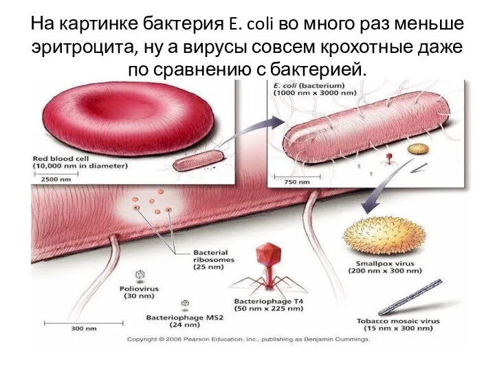 На картинке бактерия E. coli во много раз меньше эритроцита, ну а