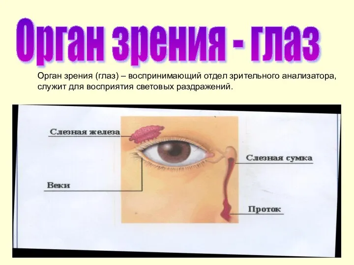 Орган зрения - глаз Орган зрения (глаз) – воспринимающий отдел зрительного анализатора,