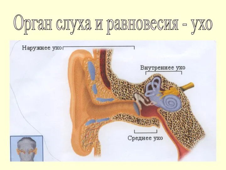 Орган слуха и равновесия - ухо