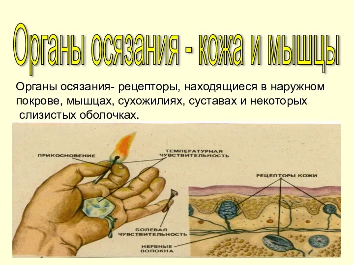 Органы осязания - кожа и мышцы Органы осязания- рецепторы, находящиеся в наружном