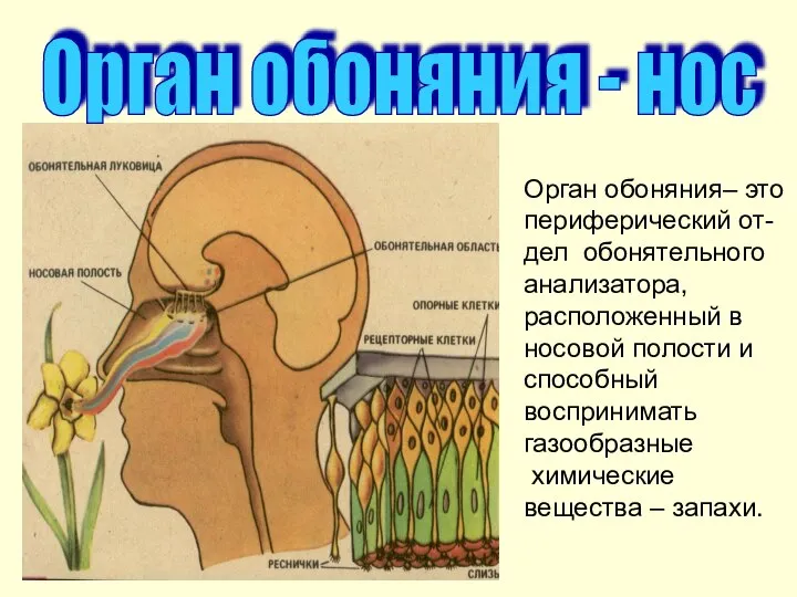 Орган обоняния - нос Орган обоняния– это периферический от-дел обонятельного анализатора, расположенный